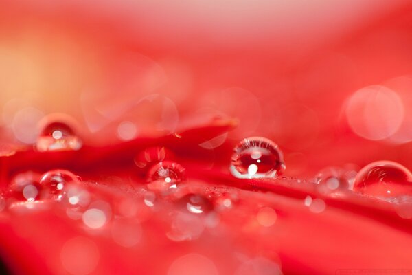 Красивая вода падает на красный цветок