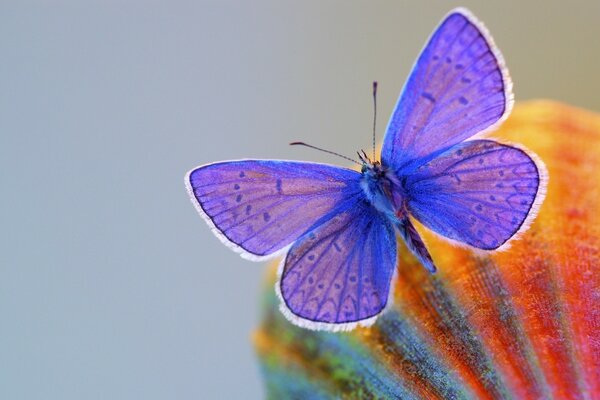 Фиолетовый бабочка