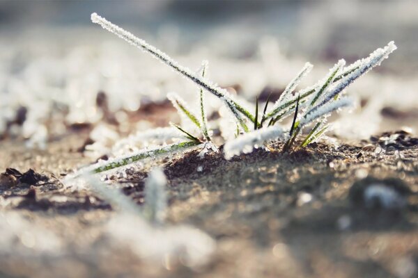 Свежезамороженная травы