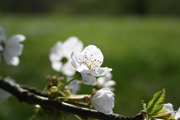 Белые цветы вишни, макро