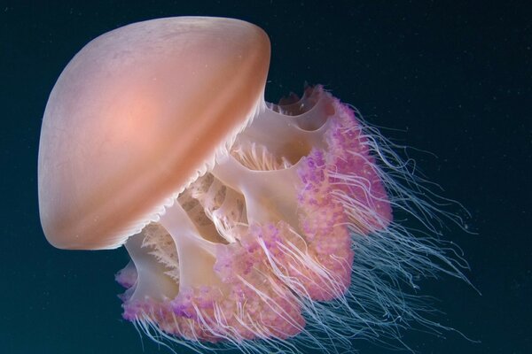 Медуза похожая на аурелию с ярко розовыми щупальчами