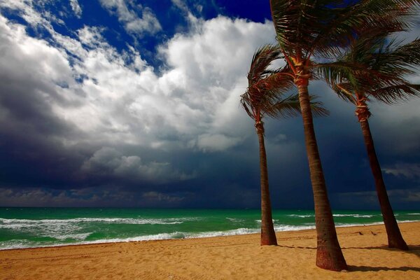 Три пальмы противостоят тропическому ветру