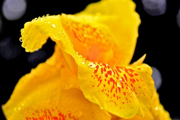 Желтый цветок с каплями дождя макроса