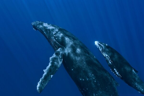 Подводные киты