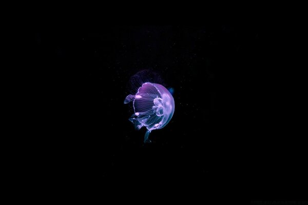 Медузы - глубокое синее море