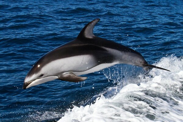 Дельфин прыжки