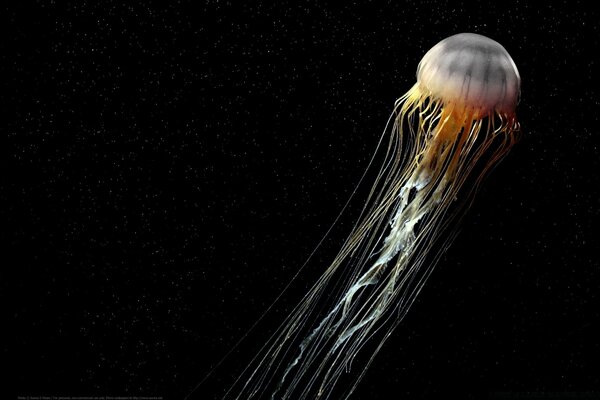 Красивая медузы