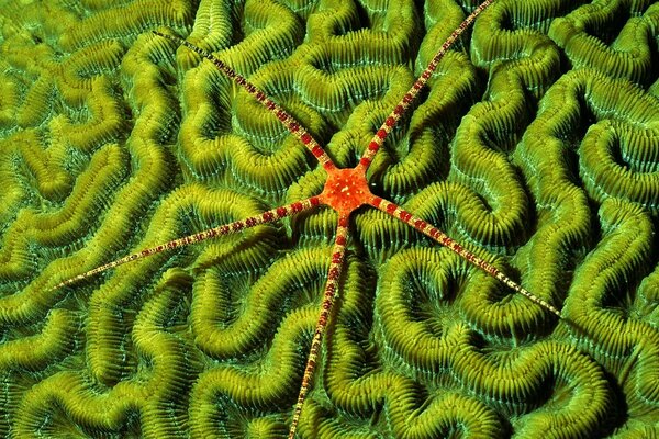 Brittlestar на мозговой коралл