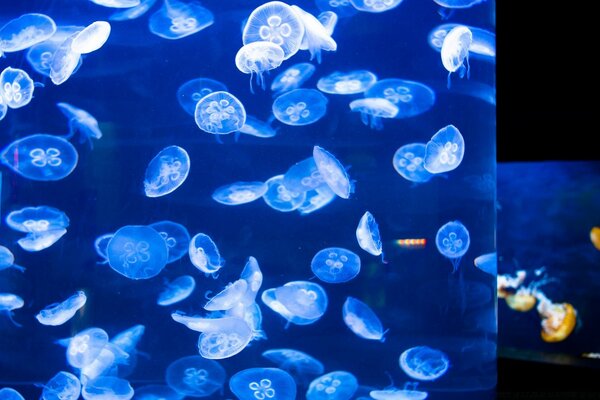 Медузы в аквариуме залива