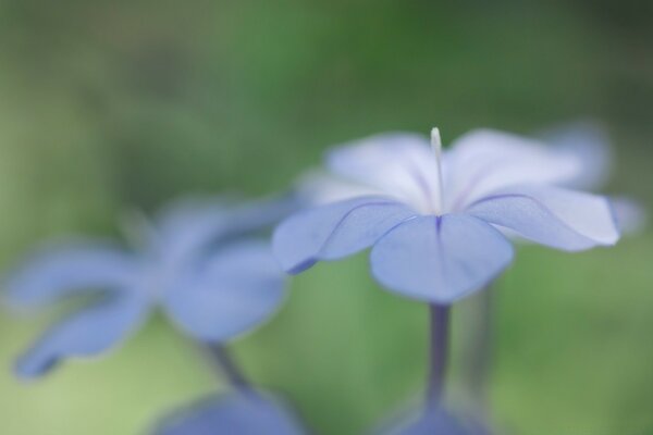Светло-голубой цветок макро