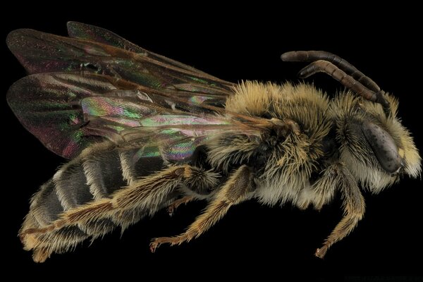 Andrena cragini пчелы макросъемки
