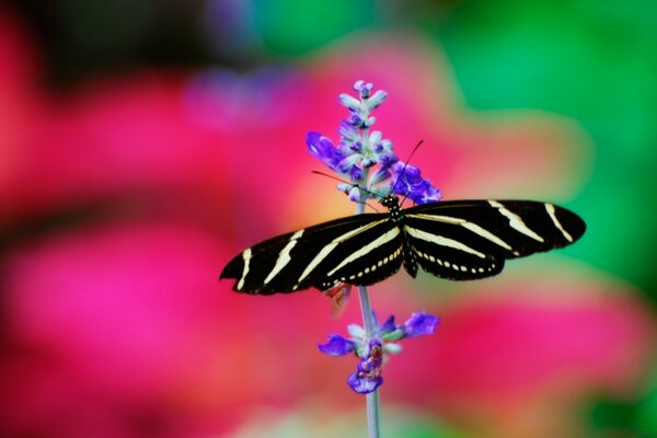 Полосатый бабочки