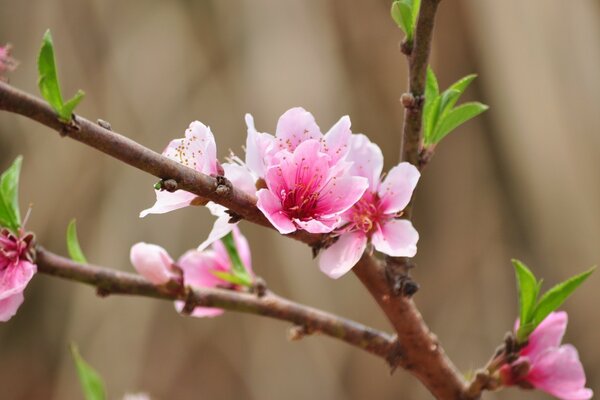 Персик цветы