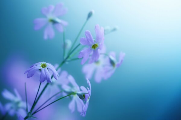 Нежные цветы фиолетовые