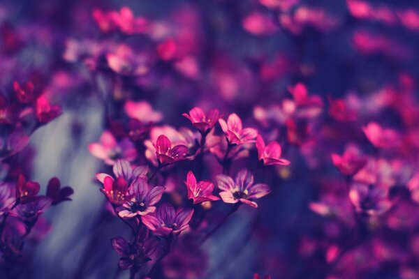 Фиолетовый полевых цветов