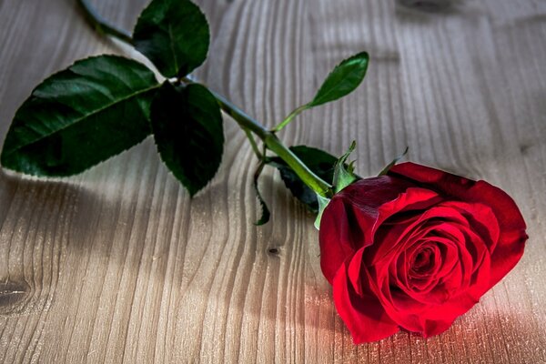 Красная роза на деревянном столе