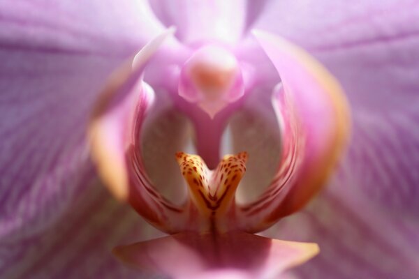 Губы орхидеи