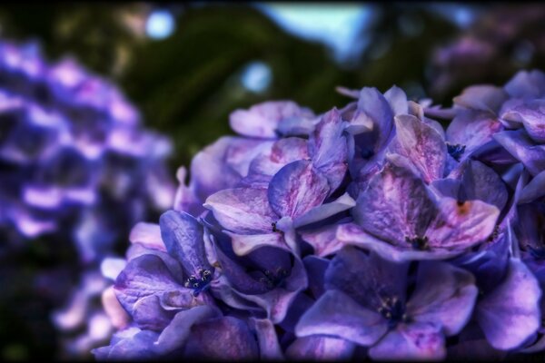 Мечтательный фиолетовый цветок