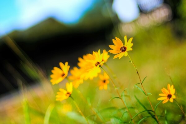 Желтые цветы фото