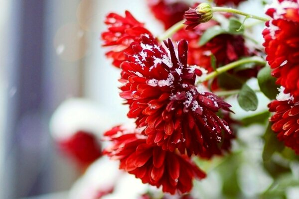 Снег на красных цветов