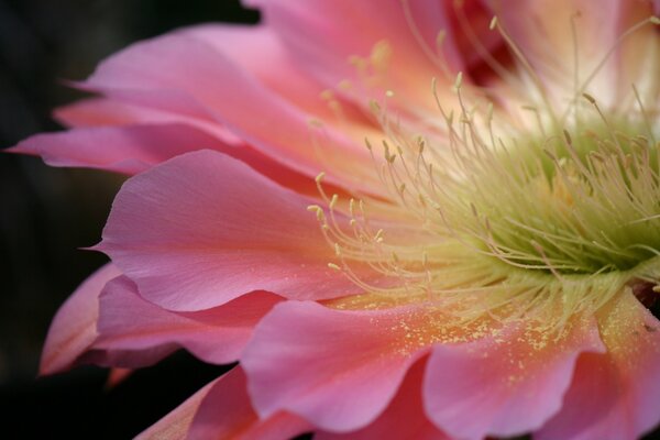 Розовый цветок кактуса