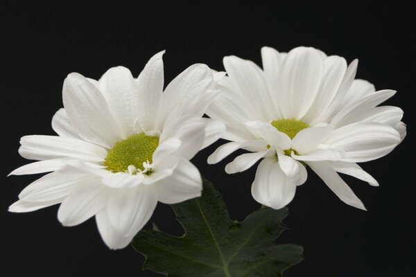 Два белых цветов