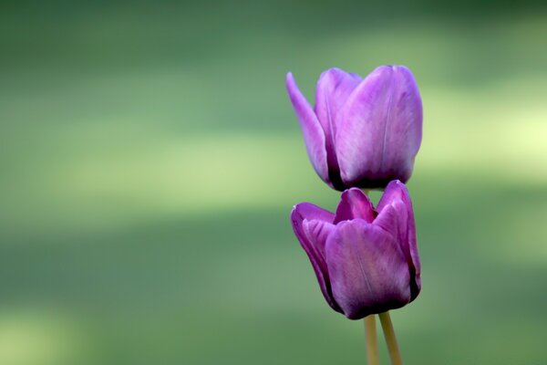 Два фиолетовые тюльпаны