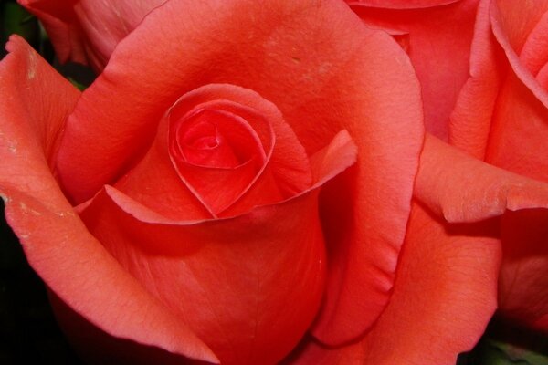 Оранжевая роза макрос