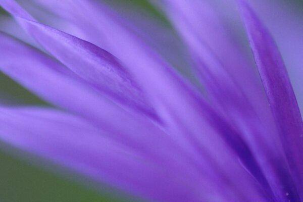 Фиолетовый ветвь