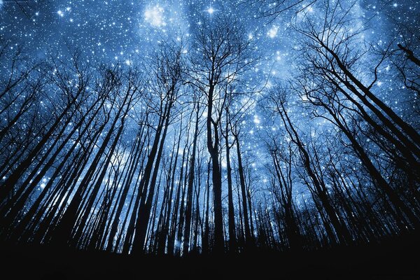Лес звезд