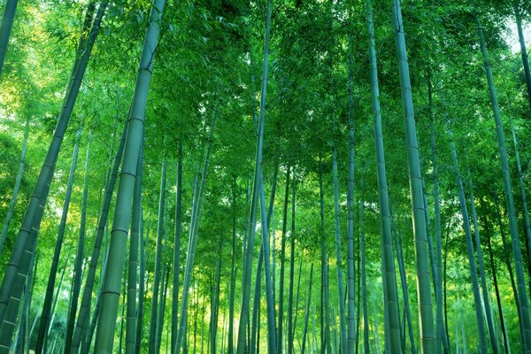 Бамбуковые леса