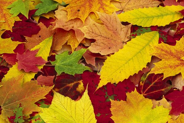 Осенние листья меняют цвет