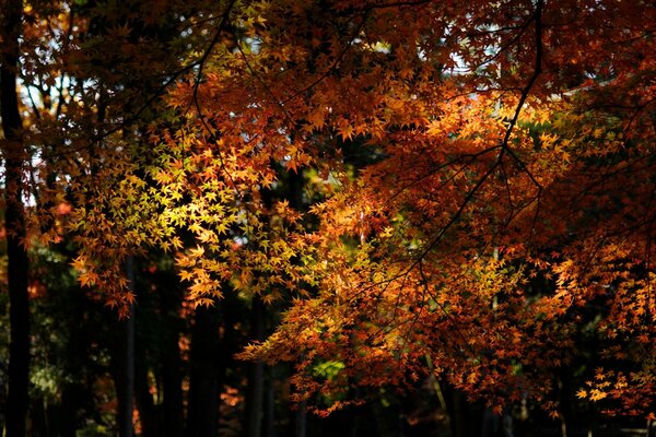 Осенний клен лес