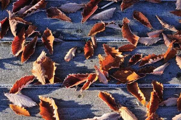 Замороженные осенние листья