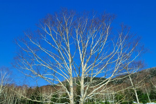 Голые дерево на синем небе