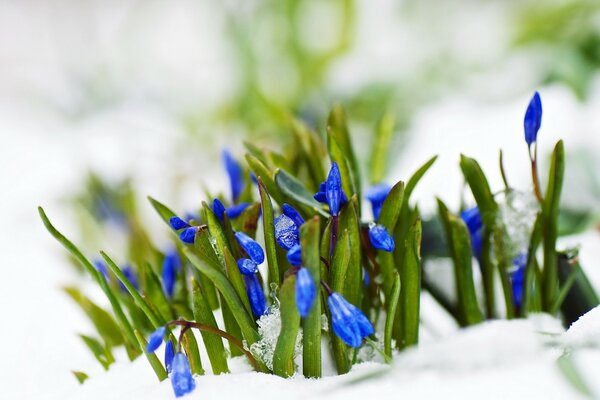 Весенние цветы голубые снежного макроса