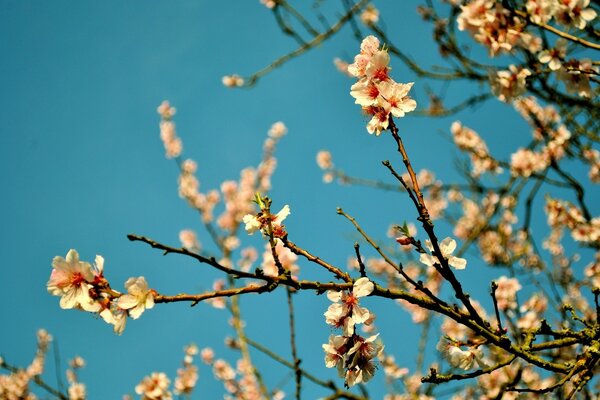Персик цветы, весна