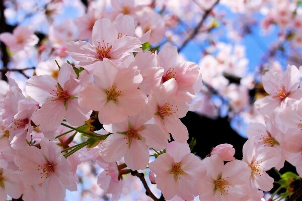 Весна розовые цветы