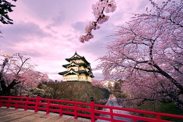 Вишни в цвету, Япония