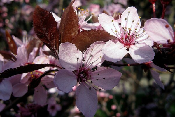 Розовый цветок весны