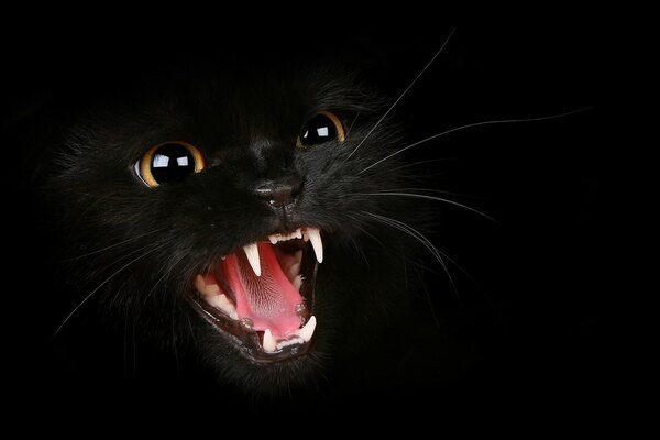 Голодный черный кот
