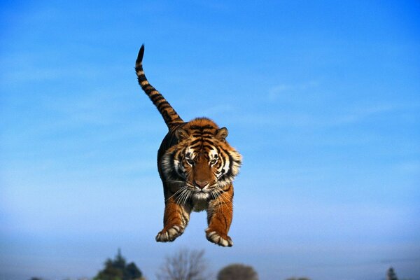 тигр в прыжке