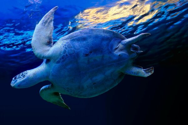 Купание морской черепахи