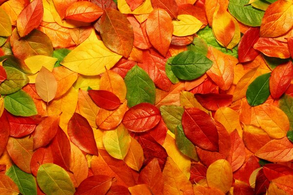 Осень ковер из листьев