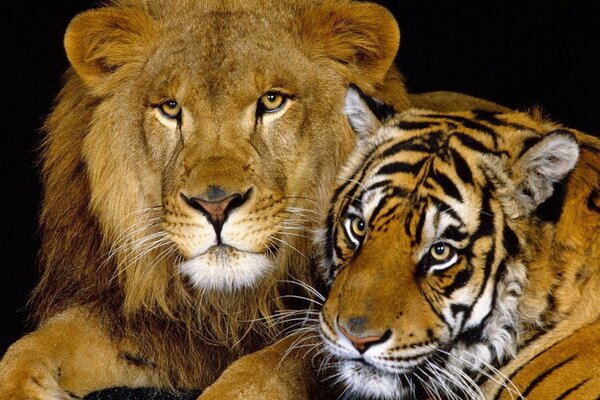 Тигр и лев