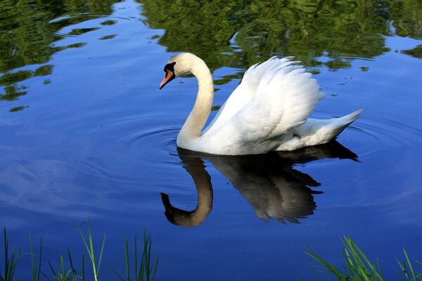 белый лебедь на пруду
