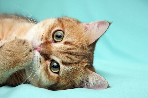 рыжий кот с задумчивым взглядом