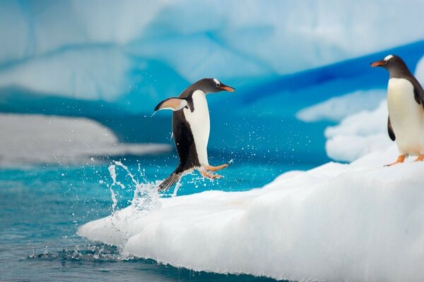 пингвин выпрыгивает из воды на льдину