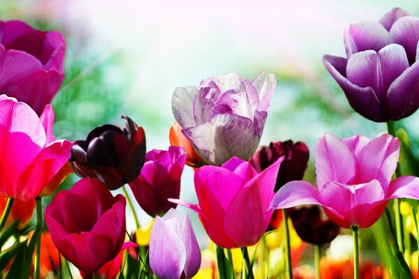Превосходные весенние тюльпаны