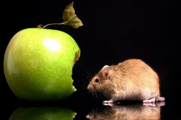 Яблоко и мышь